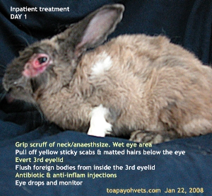 Singapore rabbit. Remove eye scabs and matted hairs. Toa Payoh Vets