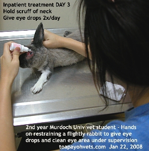 Singapore rabbit. Nursing and monitoring eye.  Toa Payoh Vets