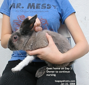 Singapore rabbit. Not fully recovered on day 3. Goes home.  Toa Payoh Vets
