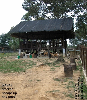 Noah's Ark Natural Animal Sanctuary - NANAS visit. Toa Payoh Vets.