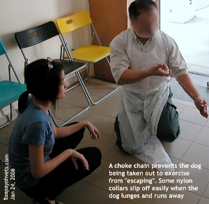 Teaching the young vet student about dog restraint. Toa Payoh Vets