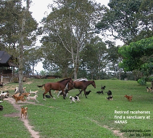 NANAS for retired racehorses. Toa Payoh Vets