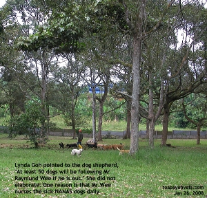 Dog Shepherd at NANAS. Durian trees. Toa Payoh Vets 