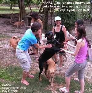 Rottweiler Max lives free at NANAS with 700 dogs. Toa Payoh Vets. 