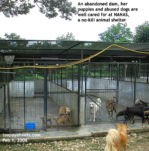 Dam and puppies find a sanctuary at NANAS, a no-kill animal shelter. Toa Payoh Vets