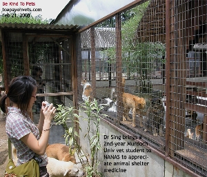 NANAS - no-kill animal shelter for homeless cats. Toa Payoh Vets.