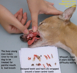 Bad breadth is not normal in older dogs. Hairs & food debri - tooth decay. Whippet. Toa Payoh Vets