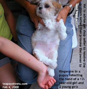 Singapore Shih Tzu, sold with ringworm. Toa Payoh Vets 