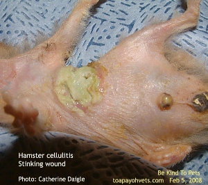 Taiwan-based hamster_necrotic_cellulitis_skin_ToaPayohVets