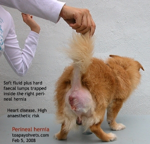 Heart disease. Old dog. Perineal hernia. Owner has to accept the anaesthetic risk. Toa Payoh Vets