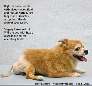 Perineal hernia. Rectum diverted. Packed with stools. Sero-sanguineous fluid in hernia sac. Toa Payoh Vets 