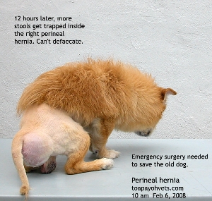 Perineal hernia repair needed. But will old dog die on the operating table? Toa Payoh Vets 