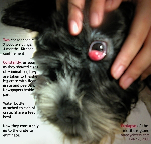 Traumatic prolapse, Harderian, Nictitans Gland, eye, Cocker spanielXpoodle puppy. Toa Payoh Vets