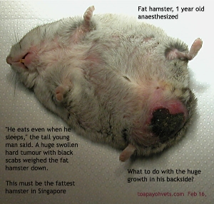 Singapore, fat hamster anaesthsized. Perineal tumour and abscess. Toa Payoh Vets