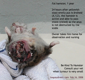Singapore, fat hamster.  Perineal tumour and abscess lanced, drained. Toa Payoh Vets