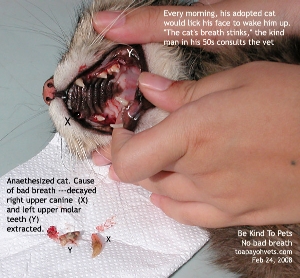 Bad breath - decayed molar and canine,4 year old rehomed cat. Toa Payoh Vets