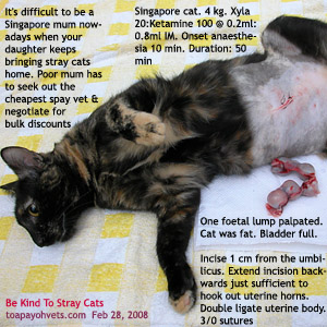 Many Singapore stray cats are sent to the vet for sterilisation by volunteers. Toa Payoh Vets 