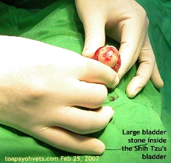 Shih Tzu, Female, 7 years. Large bladder stone. Toa Payoh Vets