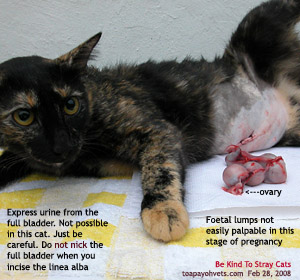 Many Singapore stray cats are sent to the vet for sterilisation by volunteers. Toa Payoh Vets 