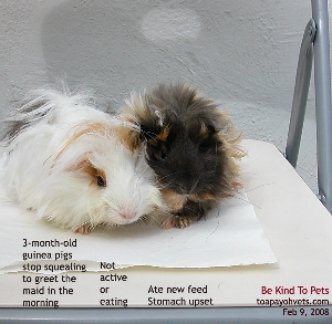 3-month-old Guinea Pigs ate new feed. Gastroenteritis, fever. Toa Payoh Vets