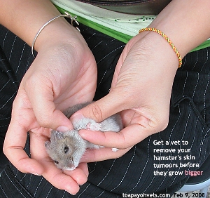 Hamster skin tumours irritate. Get a vet to remove them when they are small. Toa Payoh Vets