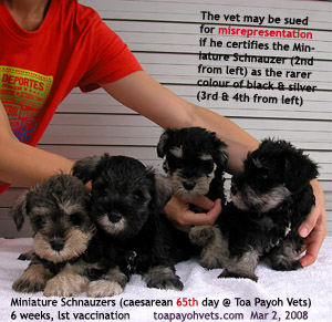 Miniature Schnauzers, 6 weeks, first vaccination. Toa Payoh Vets