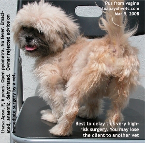 Open pyometra, emaciated, anaemic, dehydrated Lhasa Apso. Toa Payoh Vets