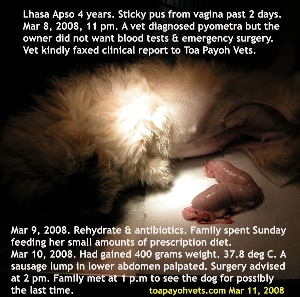 Pyometra Lhasa Apso 4 years, Toa Payoh Vets