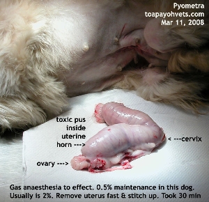 Dog  Pyometra. Toa Payoh Vets