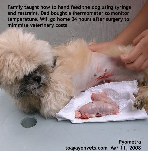 Pyometra Lhasa Apso 4 years, Toa Payoh Vets