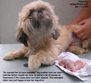 Pyometra Lhasa Apso 4 years, Toa Payoh Vets