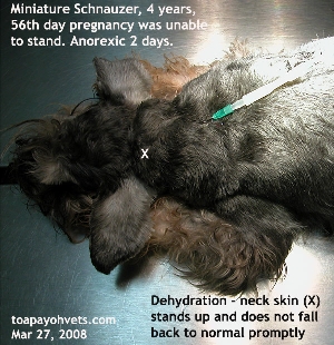 Miniature Schnauzer - severely dehydrated. Diarrhoea. 56th day.