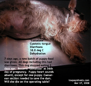 Miniature Schnauzer - severely dehydrated.Comatose. 56th day.