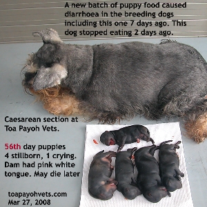 Miniature Schnauzer - Caesarean section. 56th day pup unlikely to survive on milk bottle. 