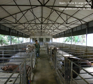 Hainan boars, China, Toa Payoh Vets