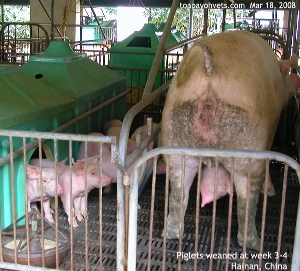 Hainan piglets, modern pig farm in China. Toa Payoh Vets