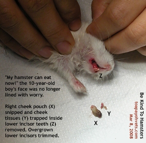 Hamster. Right Cheek Pouch gangrenous. Now snipped. Toa Payoh Vets