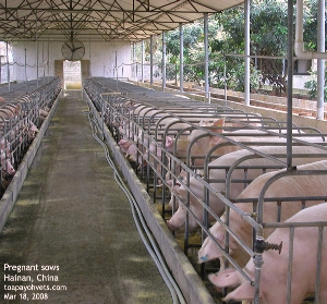 Pregnant sows, Hainan, China. Toa Payoh Vets