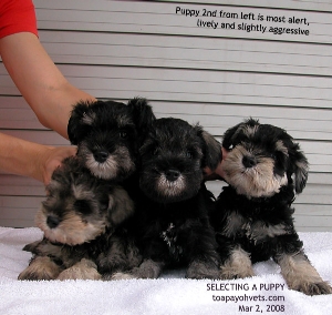 Puppy Selection. Most active, alert and mildly aggressive is the best for you? Toa Payoh Vets