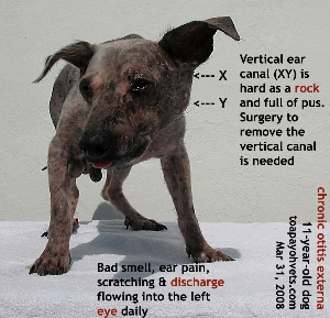 Chronic severe otitis externa. Old 11-year-old dog. Toa Payoh Vets