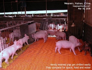 Two Large White Weaners bullying Duroc?  Hainan Pig Farm, China. Toa Payoh Vets 