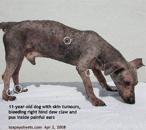 Remove skin tumours when they are small. Clean ears regularly. Toa Payoh Vets