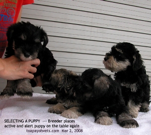 Puppy Selection. Most active, alert and mildly aggressive is the best for you? Toa Payoh Vets