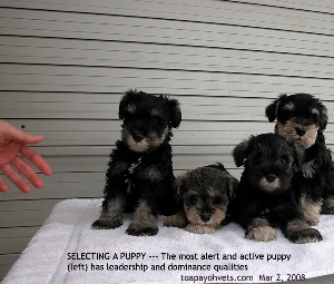 Puppy Selection. Most active, alert and mildly aggressive is the best for you? Toa Payoh Vets