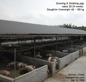 Growing and finishing pigs. Hainan, China. Toa Payoh Vets