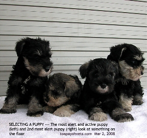 Puppy Selection. Most active, alert and mildly aggressive is the best for you? Toa Payoh Vets