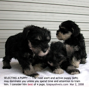 Puppy Selection. Most active, alert and mildly aggressive is the best for you? Toa Payoh Vets 
