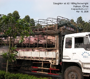 Pigs transport to slaughterhouse. Hainan, China. Toa Payoh Vets