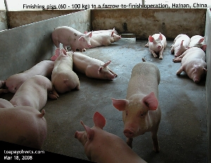 Similar age and weight pigs permits more efficient phase & split-sex feeding. Hainan finishing pigs.  Toa Payoh Vets