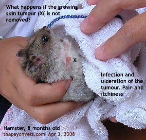 Hamster 8 months old. Growing bigger skin tumour. Toa Payoh Vets